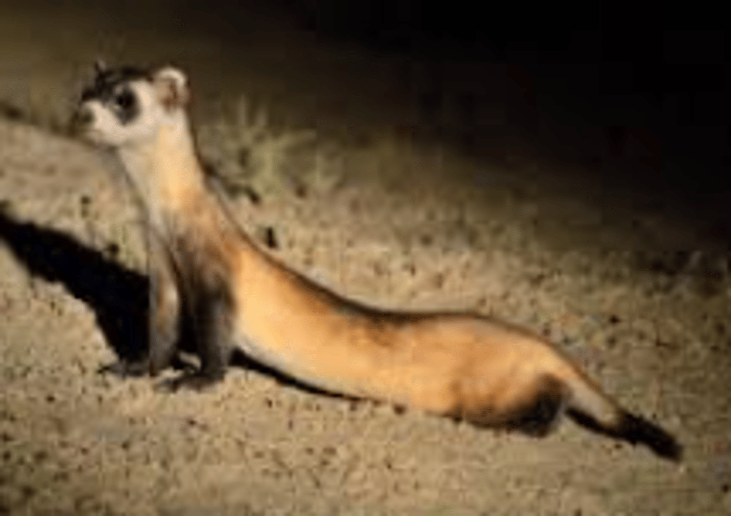 <p>What is this specimen?</p>