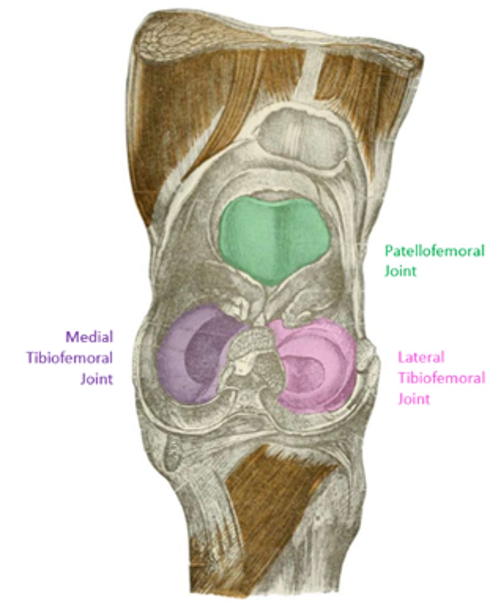 <p>lateral and medial condyles of femur and tibia = tibiofemoral joints</p><p>anterior intercondylar surface of femur and patella = patellofemoral joint</p>