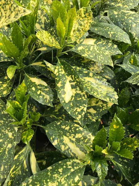 <p><strong>Spotted Laurel (<em>Aucuba japonica</em>)</strong></p><ul><li><p class="">Glossy green leaves with yellow spots</p></li><li><p class="">Dioecious (male and female plants separate)</p></li><li><p class="">Red berries on female plants</p></li></ul><p></p>
