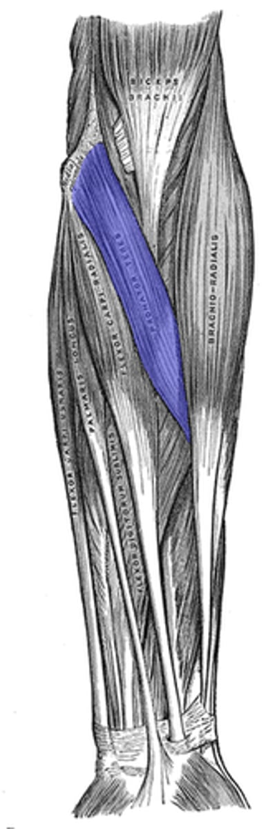 <p>-function: rotates the palm of hand downward and flew the wrist and digits</p><p>-originates- medial epicondyl</p><p>-inserts- medial surface radius</p>
