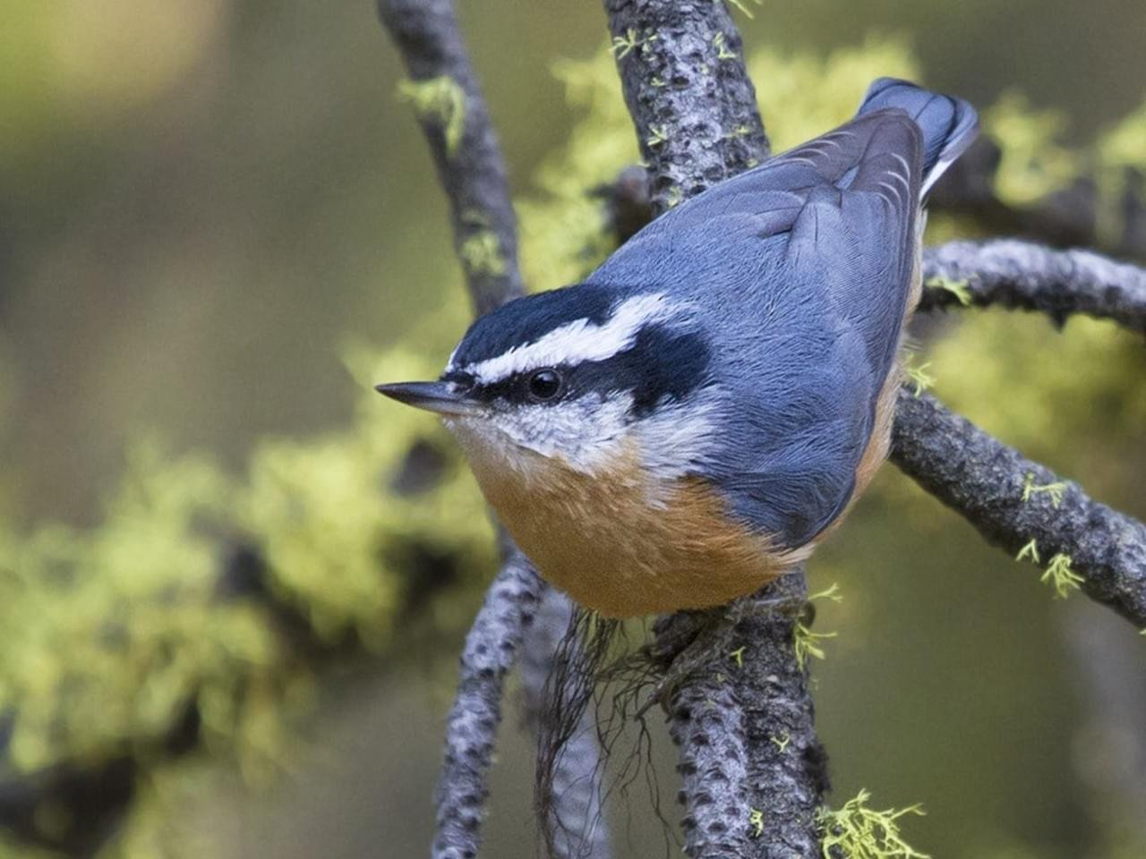<p><em>Red-breasted</em> Nuthatch </p>