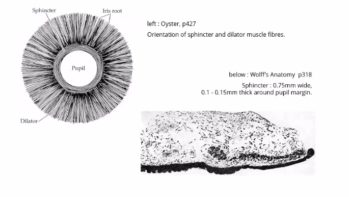 <p>sphincter muscle </p>