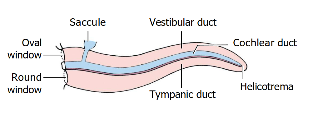 <p>Cochlea is made of 3 ducts</p><ul><li><p>Vestibular duct → perilymph fluid</p></li><li><p>Tympanic duct → perilymph fluid</p><ul><li><p>Connect at the helicotrema</p></li></ul></li><li><p>Cochlear duct → endolymph</p></li></ul><p>Sound waves push against the stapes at the oval window → vibrations in the oval window → transferred to the perilymph of the vestibular duct → tympanic duct → exits to the middle ear through the round window</p><ul><li><p>As the waves are passing through, they shake the cochlear duct which contains auditory receptor cells.</p></li></ul><p>The organ of Corti is within the cochlear duct → contains hair cells (mechanoreceptors) → each hair cell contains stiffer hairs called stereocilia → these stiff air cells bend when waves in the perilymph cause the basilar membrane to move.</p><ul><li><p>If the stereocilia bend toward the tallest cillium, the hair cells depolarize → neurotransmitter released → primary sensory neurons activated → axons form the auditory nerve which is part of cranial nerve VIII</p></li><li><p>If stereocilia bend away from the tallest cillium, the hair cells hyperpolarize → less neurotransmitter released → less neuron excitation</p></li></ul><p></p>