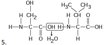 Which of the following statements is/are true regarding chemical reaction (5) illustrated above? 

a. It is a hydrolysis reaction. 

b. It results in a peptide bond. 

c. It joins two fatty acids together. 

d. It is a hydrolysis reaction and it results in a peptide bond. 

e. It is a hydrolysis reaction, it results in a peptide bond, and it joins two fatty acids together