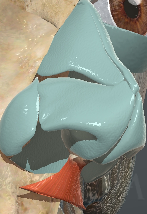 <p>What muscle is this?</p>