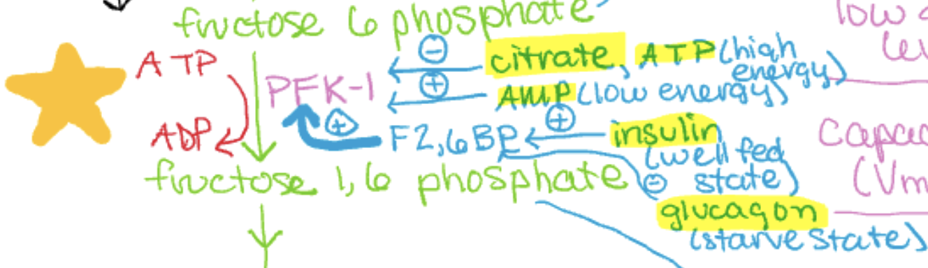 <p>fructose 6 phosphate → fructose 1,6 phosphate</p><p>uses ATP (ATP→ADP), caused by enzyme PFK-1</p><p>rate limiting step (irreversible)</p>