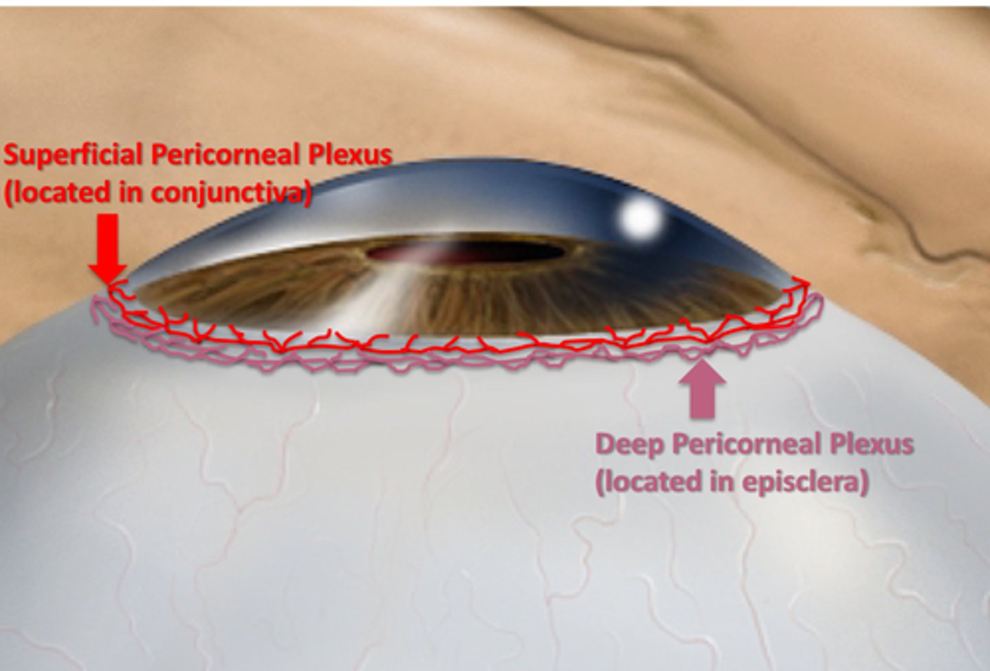 <p>Deep Pericorneal Plexus</p>