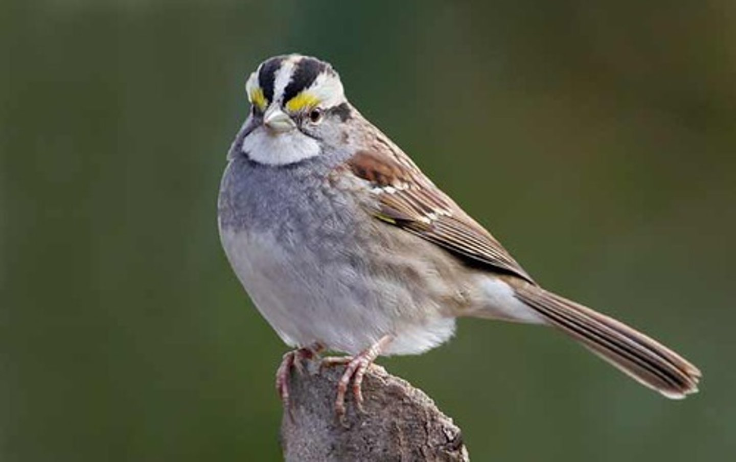 <p>Passeriformes</p><p>Passerellidae</p>