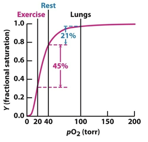 <p>The drop in oxygen concentration from 40 torr in resting tissues to 20 torr in exercising tissues corresponds to the steepest part of the observed oxygen-binding curve. This indicates that hemoglobin is fine-tuned to deliver the most oxygen when tissues are exerted.</p>
