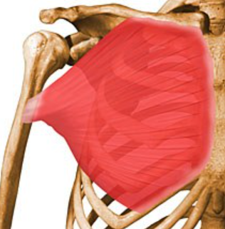 muscular anatomy: pectoralis major 