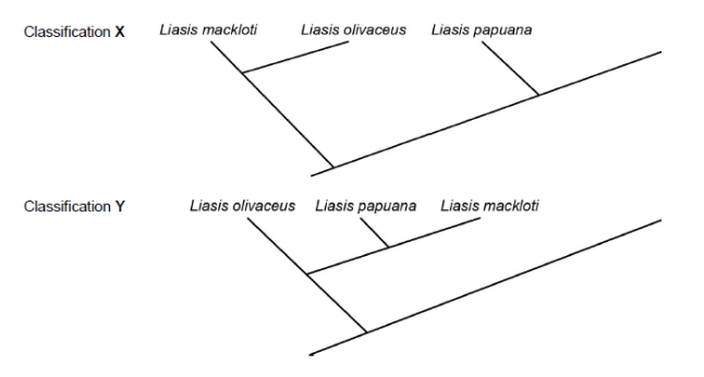 <p>The diagram shows two different ways of classifying the same three species of snake. </p><ul><li><p>Classification X is based on the frequency of observable characteristics </p></li><li><p>Classification Y is based on other comparisons of genetic characteristics. All three species of snake belong to the Python family.</p></li></ul><p>State <strong>three </strong>comparisons of genetic diversity that the scientists used in order to generate Classification Y. (3 marks)</p>