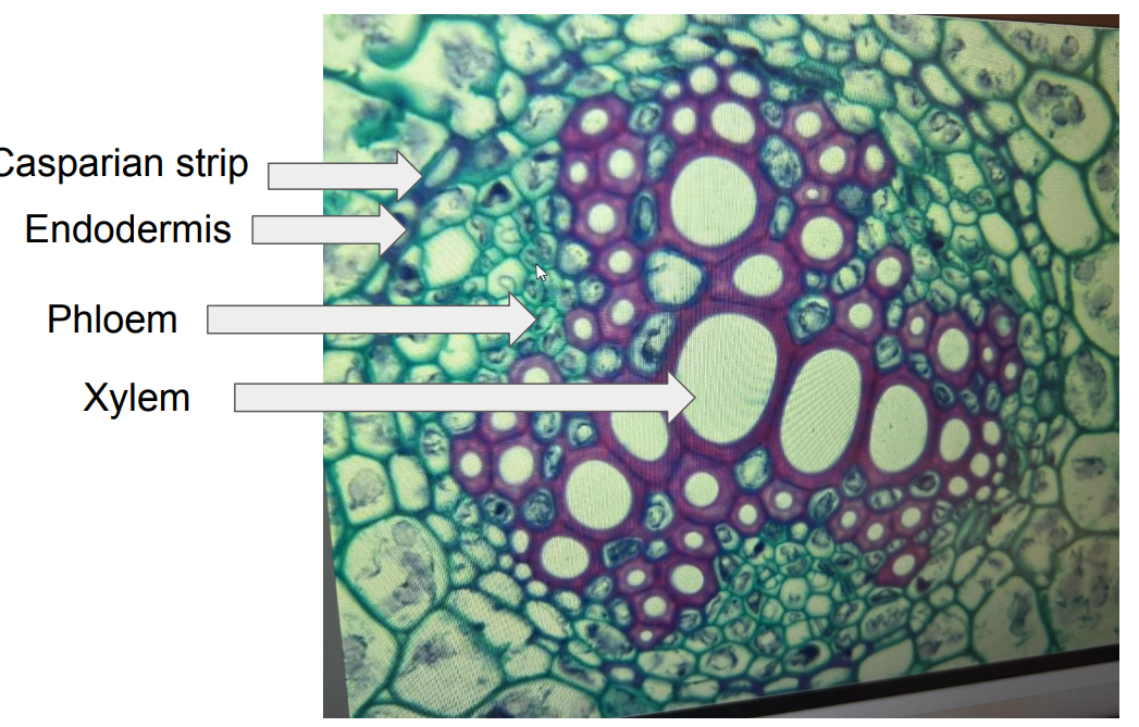 <p>In this image, identify the Casparian Strip, Phloem, Xylem, and Endodermis (root cross-section)</p>