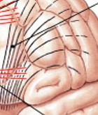 <p>Which fibers of the white matter are:</p><ul><li><p>Link cerebral cortex with diencephalons, cerebellum, stem & cord</p></li><li><p>Internal capsule - entire collection of projection fibers (ascending & descending)</p></li></ul><p></p>