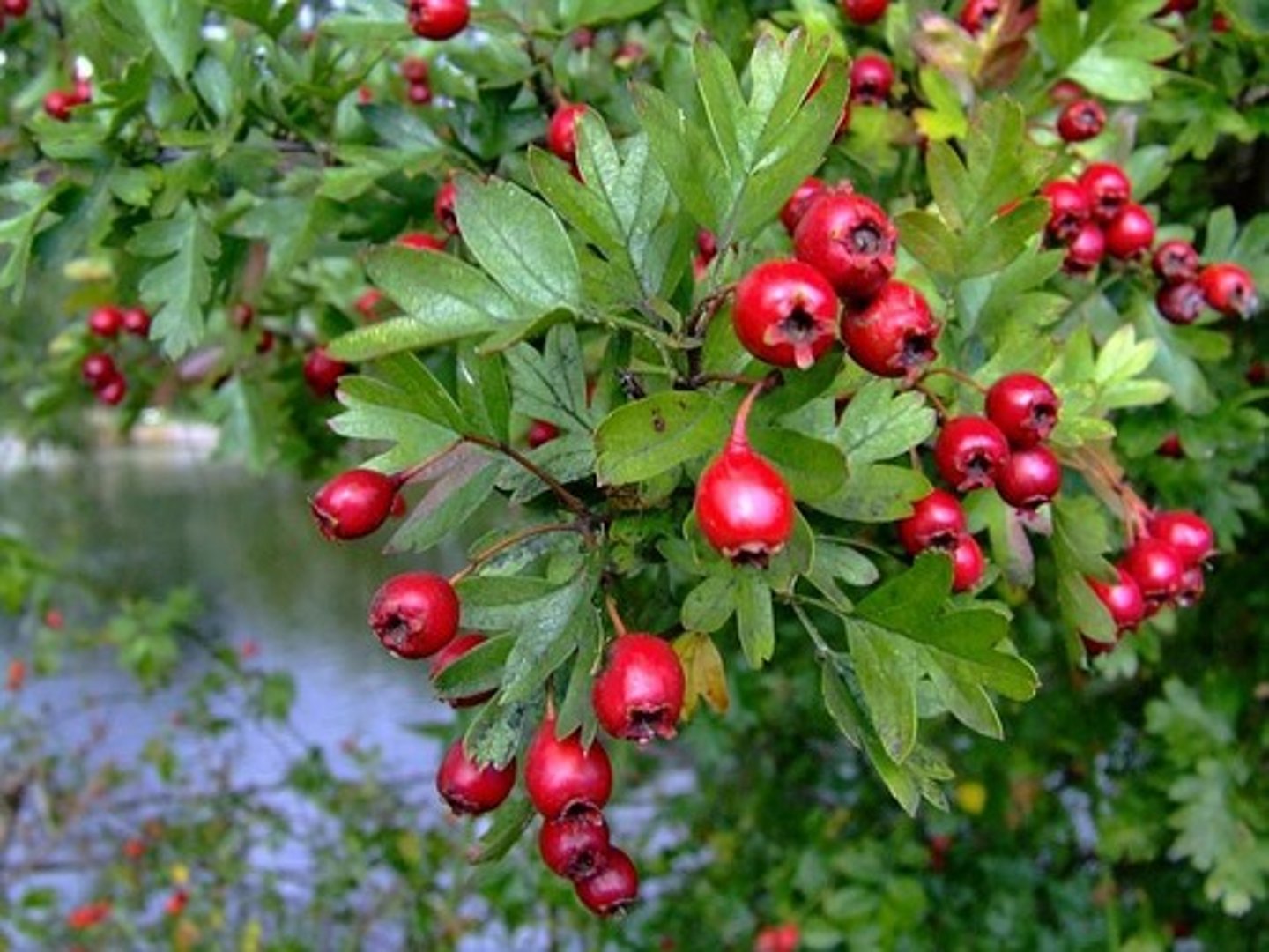 <p>welke plant</p>