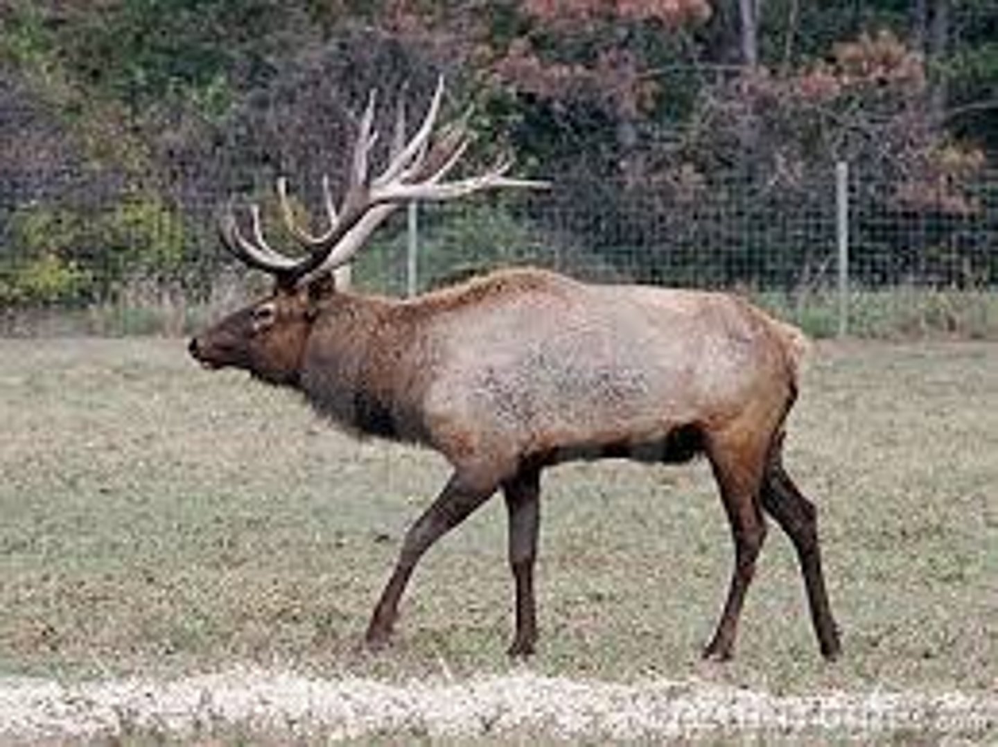 <p>American Elk</p>