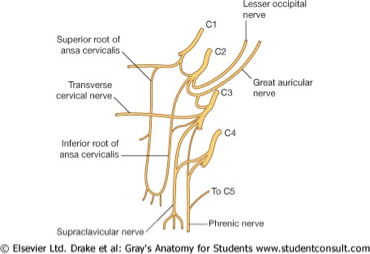 <p><mark data-color="yellow" style="background-color: yellow; color: inherit">Motor</mark>; <mark data-color="blue" style="background-color: blue; color: inherit">Phrenic nerve &amp; ansa cervicalis nerve</mark></p>