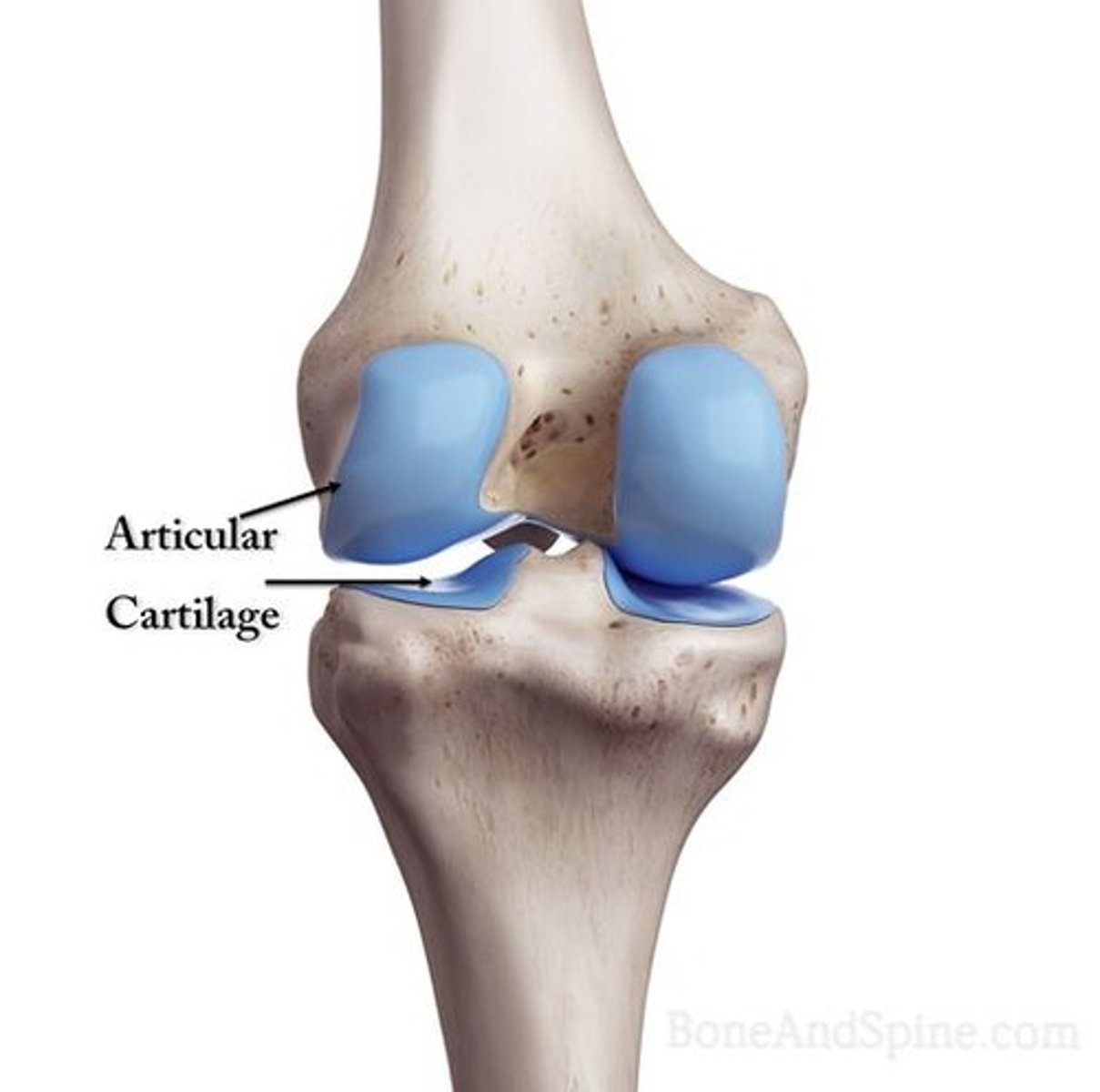 <p>To provide a smooth joint articulating surface, act as a shock absorber for forces directed through the joint, and aid in the attachment of connective tissue to the skeleton.</p>