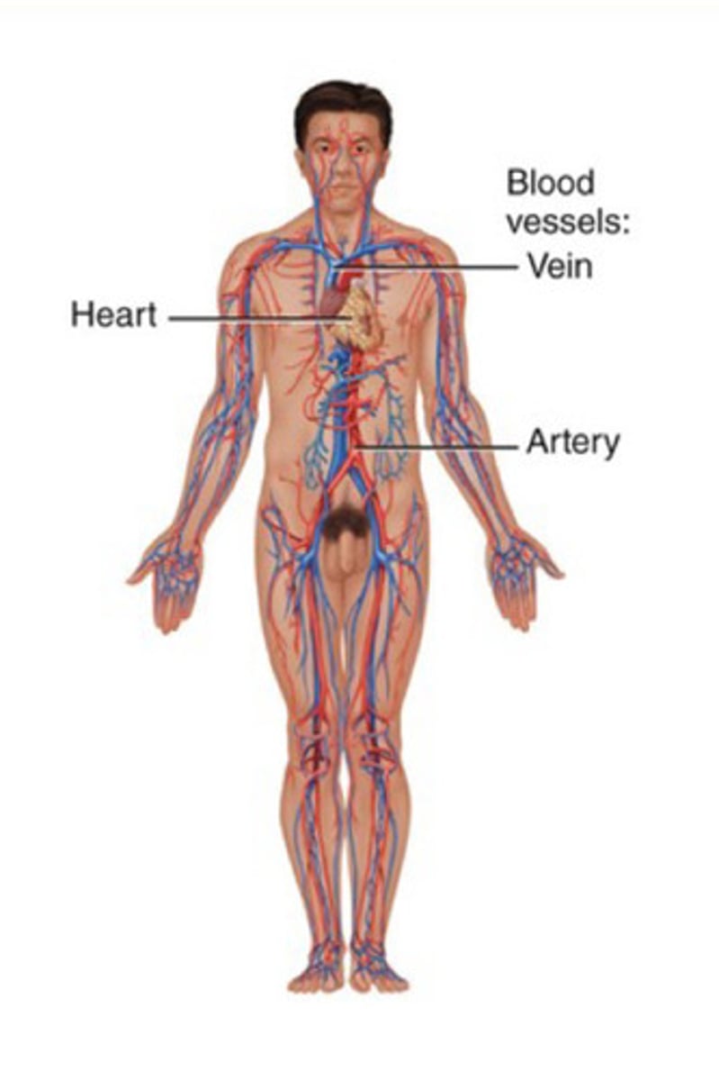 <p>Blood, heart, and blood vessels</p>