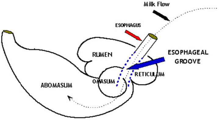 reticulum, rumen, omasum, abomasum