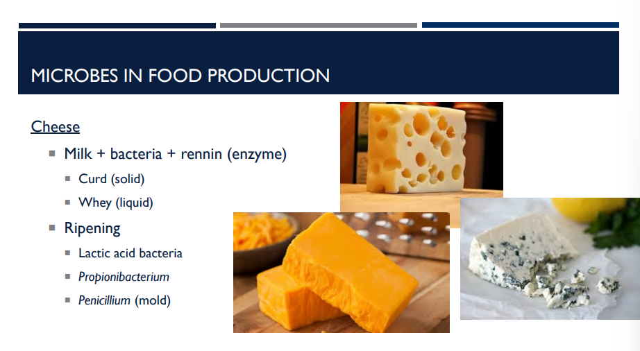 <p>Cheese is made by using microbes + enzymes to transform milk into what and what, then allowing it to ripen?</p>