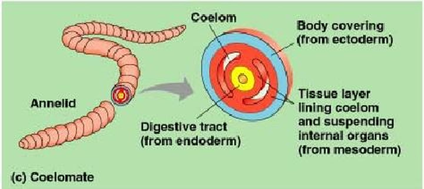 <p>An animal that possesses a true coelom (a body cavity lined by tissue completely derived from mesoderm).</p>