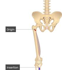 <p>Name? Origin? Insertion?</p>