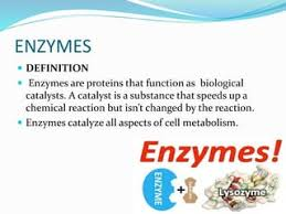 <p> Biological catalyst composed of protein.</p>