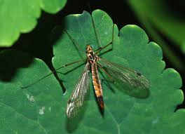 <p>True Crane Flies</p>