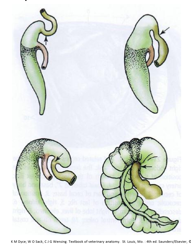 <ul><li><p>strippled part is homologous with other species</p></li><li><p>non strippled part is annexed first part of colon</p></li><li><p>caecocolic orifice is a constriction of the ascendng colon</p></li></ul><p></p>