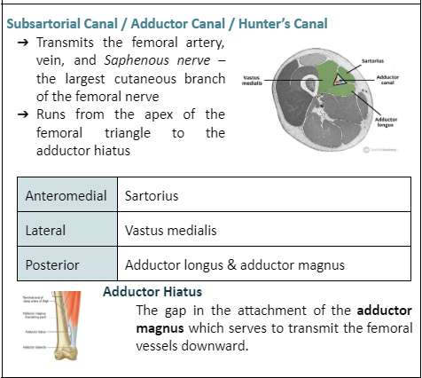 <p>Vastus medialis</p>