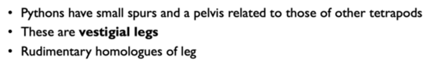 <p>body part or trait that has lost its original function through evolution. </p>