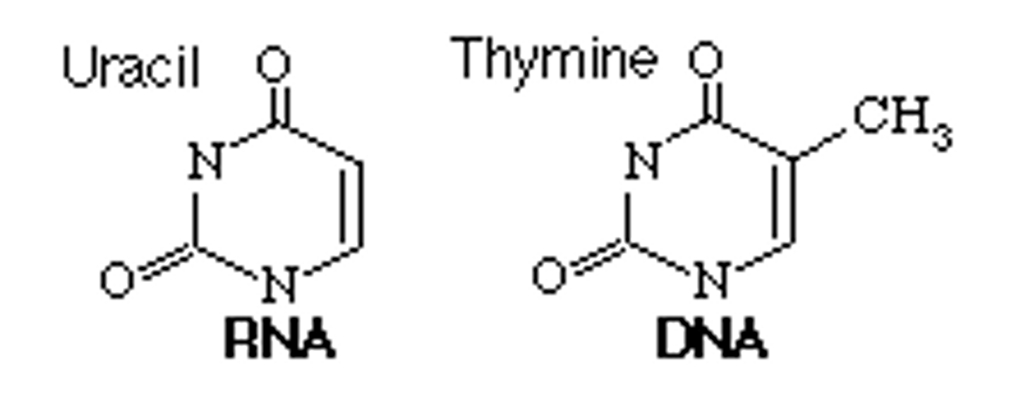 <p>U</p>