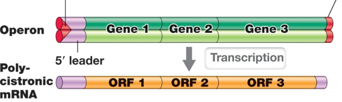 <p>a group of related genes cotranscribed on a polycistronic mRNA</p>