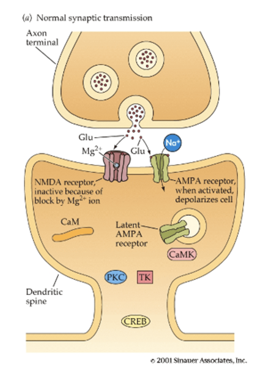 <p>- presynaptic neuron dumps out glutamate</p><p>- glutamate binds to ionotropic receptor<strong> AMPA</strong>, causes sodium (Na+) to enter cell (depolarization), causing EPSP</p>