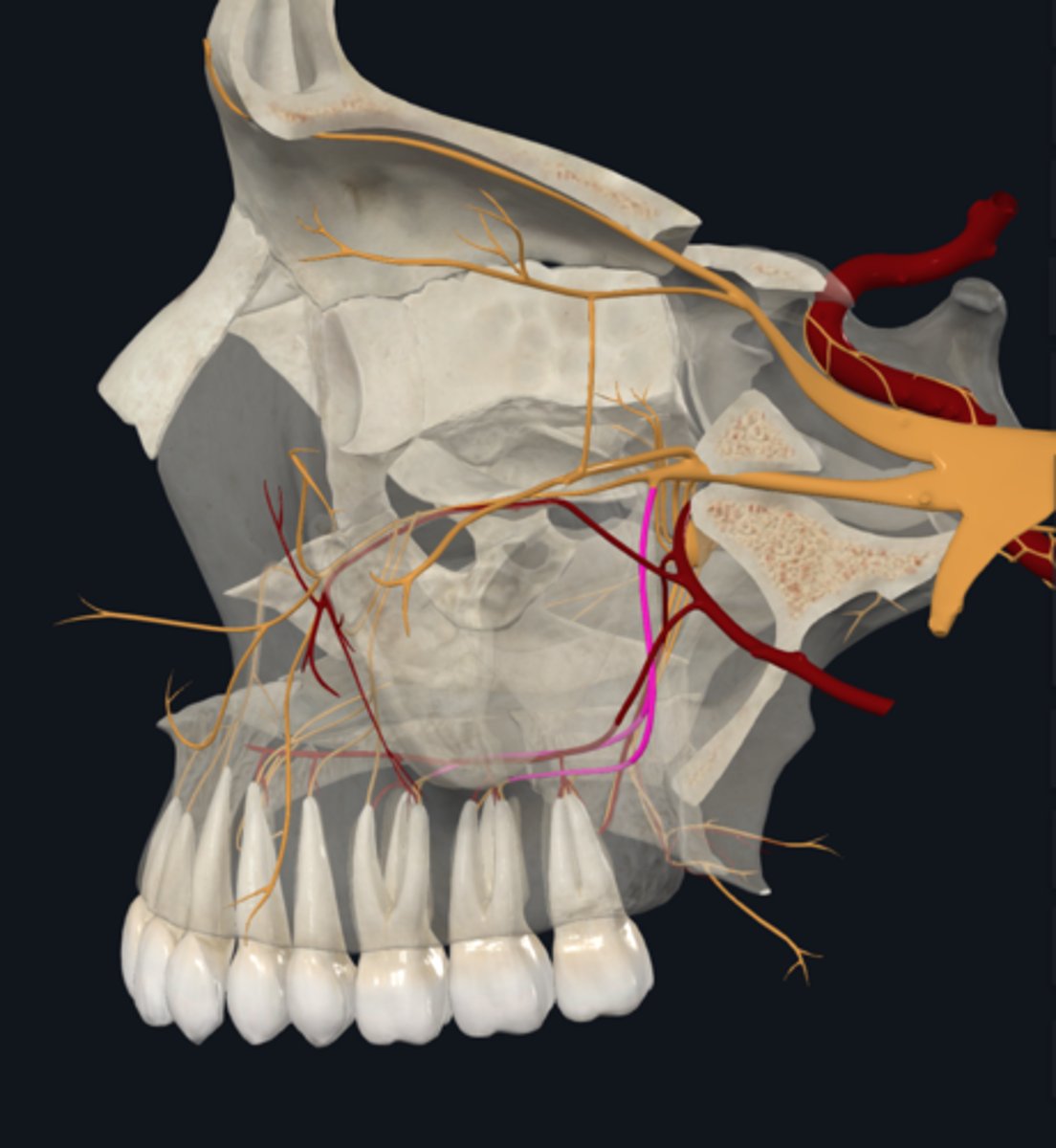 <p>posterior superior alveolar nerve</p>