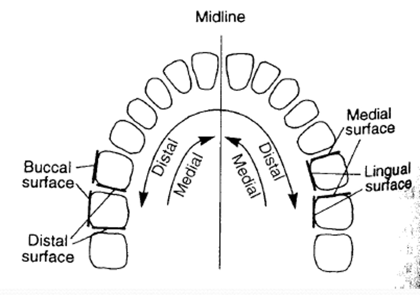 <p>surface of a posterior tooth closest to the cheek.</p>