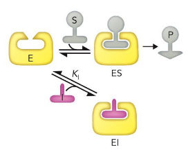 <p>binds at the active site (usually) and thus prevents the substrate from binding</p><p>affects Km but not Vmax; high levels of substrate relieve inhibition</p>