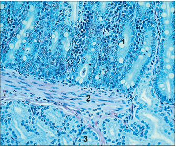 <p>Identify the structure:</p><p>Specie:</p><p>Parts:</p><p>1.__ 2.__ 3.__</p><p>Stain used:</p>