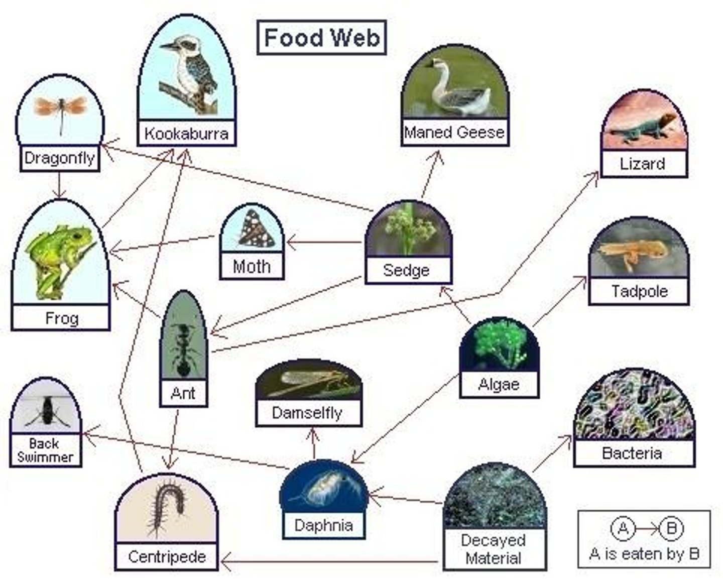 <p>Describes the sequential passage of energy, must start with a producer and shows who eats whom</p>