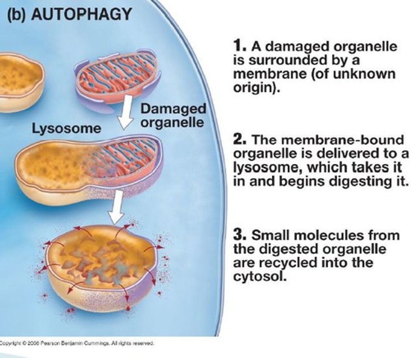 <p>a cell identifies the defective organelles and encloses them in 2 membranes with a peroxisome--> a lysosome fuses with the vesicle--> organelles are digested</p>