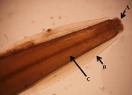 <p></p><p>what is A?</p>