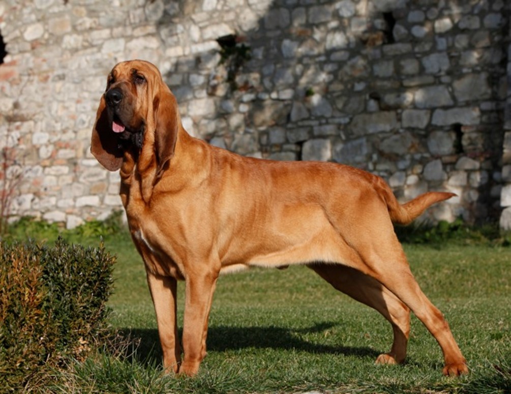 <p>Bloodhound</p>