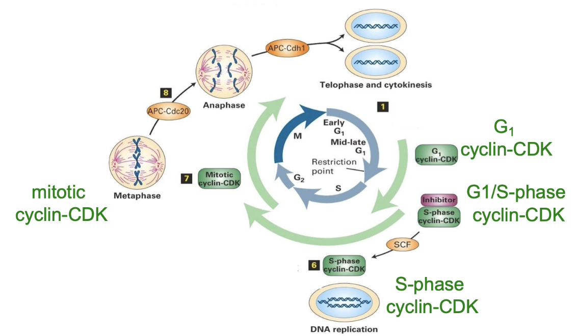 <ul><li><p><strong>G1 Cyclin-CDK:</strong> Active in G1 → prepares for S phase</p></li><li><p><strong>G1/S Cyclin-CDK:</strong> Transitions G1 to S phase</p></li><li><p><strong>S-phase Cyclin-CDK:</strong> Initiates DNA replication</p></li><li><p><strong>Mitotic Cyclin-CDK:</strong> Regulates prophase &amp; mitotic changes</p></li></ul><p></p>