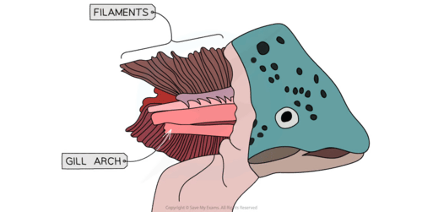 <p>gill arch <br>filaments</p>