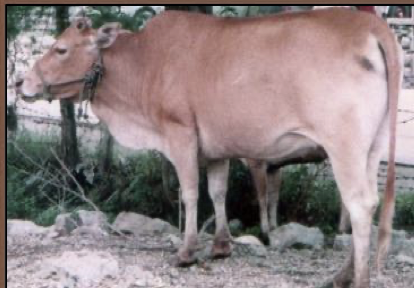 <ul><li><p>philippine cattle </p></li><li><p>long and slender horn </p></li><li><p>red, brown </p></li></ul><p></p><p></p>