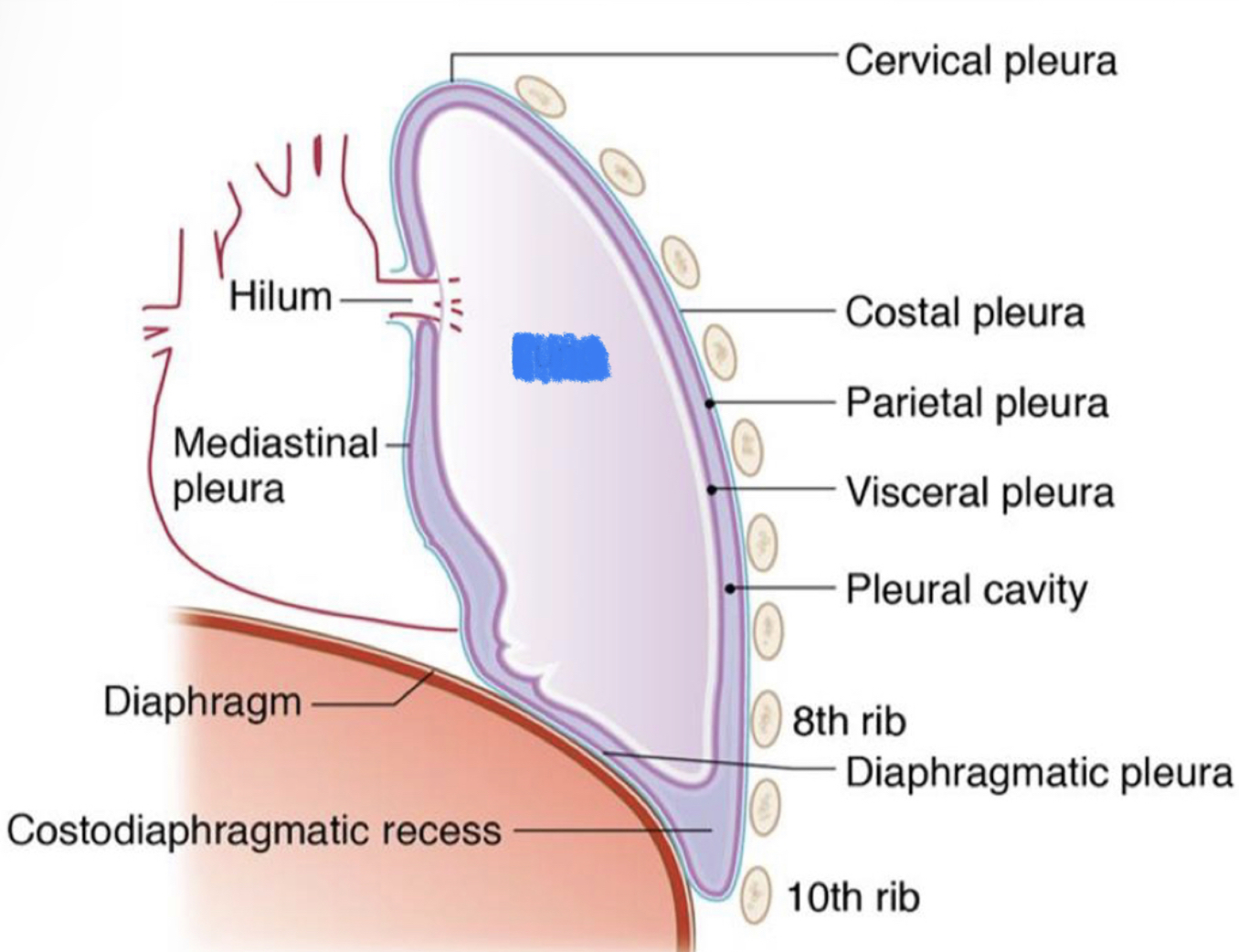 What structure is highlighted in blue?
