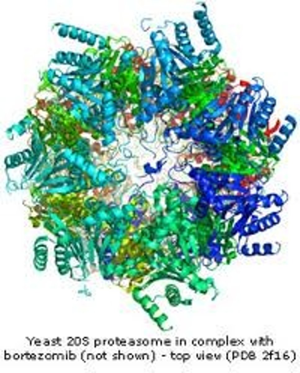 <p>Proteasomes are very large protein complexes inside all eukaryotes and archaea, and in some bacteria. In eukaryotes, they are located in the nucleus and the cytoplasm.The main function of the proteasome is to degrade unneeded or damaged proteins by proteolysis, a chemical reaction that breaks peptide bonds. Enzymes that carry out such reactions are called proteases. Proteasomes are part of a major mechanism by which cells regulate the concentration of particular proteins and degrade misfolded proteins. The degradation process yields peptides of about seven to eight amino acids long, which can then be further degraded into amino acids and used in synthesizing new proteins. Proteins to be destroyed are labelled by ubiquitin.</p>