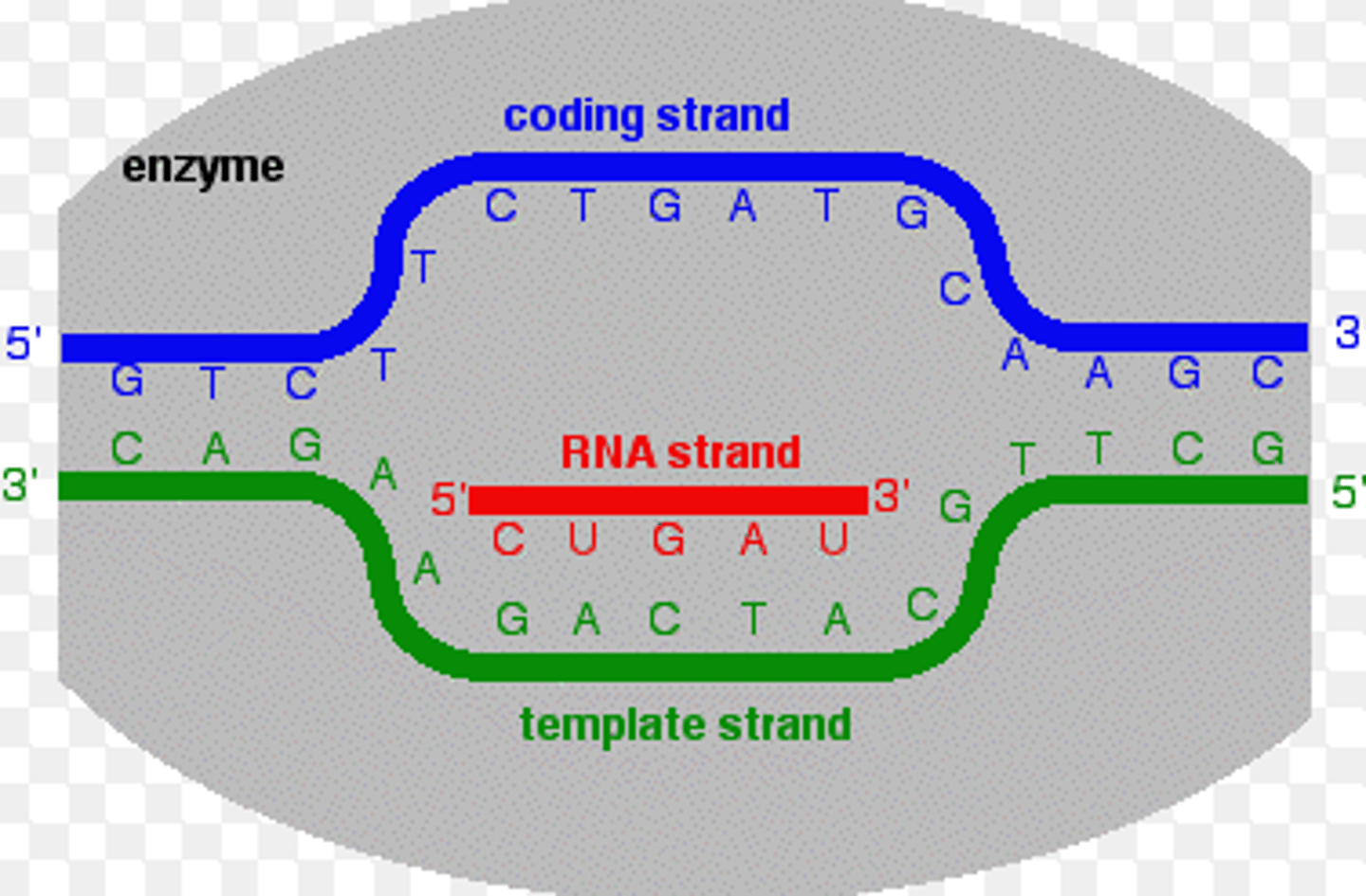 <p>the strand of DNA that is not used as a template during transcription, because it is already complimentary to the Template strand, the 5' to 3' strand.</p>