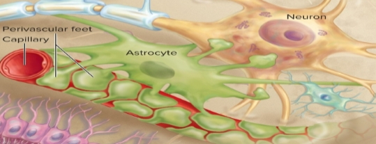 <p>Astrocytes <strong>(CNS)</strong></p>