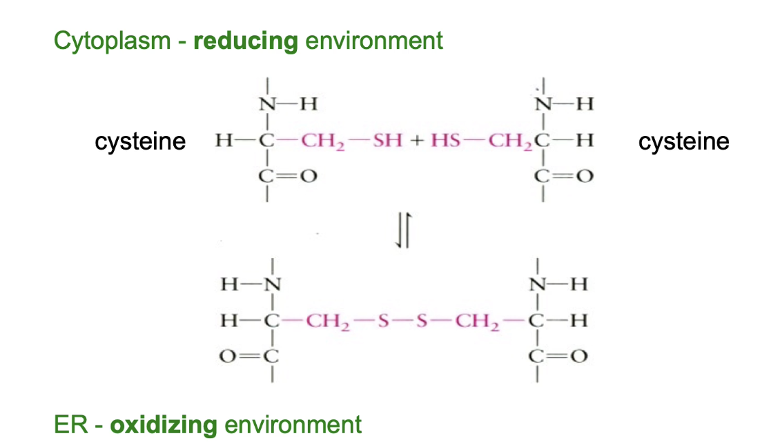 <ul><li><p>Covalent bonds between <strong>two -SH groups</strong> of <strong>cysteine residues</strong>.</p></li><li><p>Help stabilize <strong>tertiary or quaternary</strong> protein structure.</p></li><li><p>Can be:</p><ul><li><p><strong>Intramolecular</strong> (within one protein).</p></li><li><p><strong>Intermolecular</strong> (between two proteins).</p></li></ul></li><li><p>Form <strong>in the ER lumen</strong> due to:</p><ul><li><p><strong>Oxidizing environment</strong> favoring bond formation.</p></li></ul></li><li><p><strong>Cytoplasm</strong> has a <strong>reducing environment</strong> that reverses disulphide bonds.</p></li><li><p>Common in:</p><ul><li><p><strong>Secreted proteins</strong>.</p></li><li><p><strong>Cell surface proteins</strong>.</p></li></ul></li><li><p>Provide <strong>stability against harsh, denaturing conditions</strong> outside the cell.</p></li></ul><p></p>